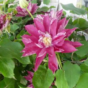 クレマチス 八重の商品一覧 通販 Yahoo ショッピング