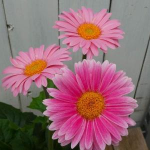 孔雀サボテン ホワイトマジック 白花 5号鉢 多肉植物 充実株 260616