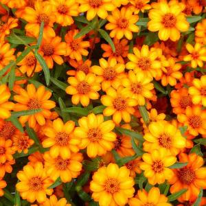 多肉植物 苗 寄せ植え 2.5号 260226 : お花処 昌山園 - 通販 - Yahoo