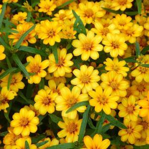 ガザニア 苗 3.5号 花色お任せ 黄色 オレンジ 白花 大輪 260331 : お花