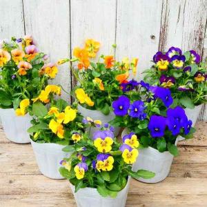ビオラ 苗 花色お任せ 3.5号ポット 花壇苗...の詳細画像1