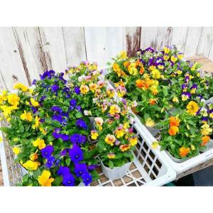ビオラ 苗 花色お任せ 3.5号ポット 花壇苗...の詳細画像2