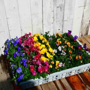 ビオラ 苗 花色お任せ 3.5号ポット 花壇苗...の詳細画像3