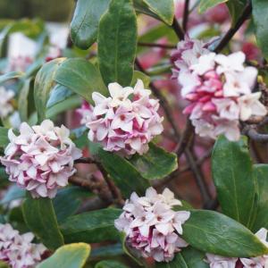 沈丁花 苗 ジンチョウゲ 赤花 4号 苗木 鉢植...の商品画像