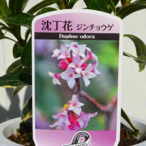 沈丁花 苗 ジンチョウゲ 赤花 4号 苗木 鉢...の詳細画像2