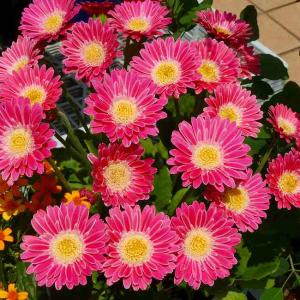 来年用》 菊 苗 スプレーマム セザンヌ 3.5号 小菊 秋の花 ピンク