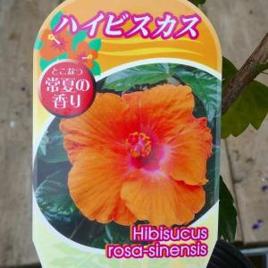 鉢植え ハイビスカス イエローフラミンゴ（レモンフラミンゴ） : 日本