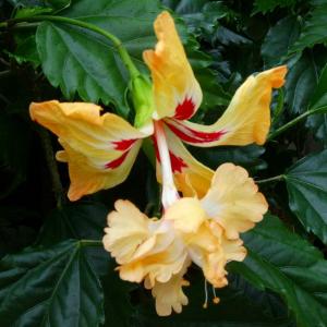 鉢植え ハイビスカス イエローフラミンゴ（レモンフラミンゴ） : 日本