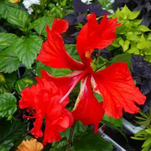 鉢植え ハイビスカス イエローフラミンゴ（レモンフラミンゴ） : 日本