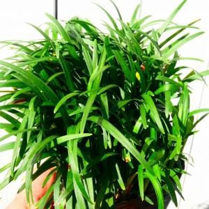 下草 和風の商品一覧 通販 Yahoo ショッピング