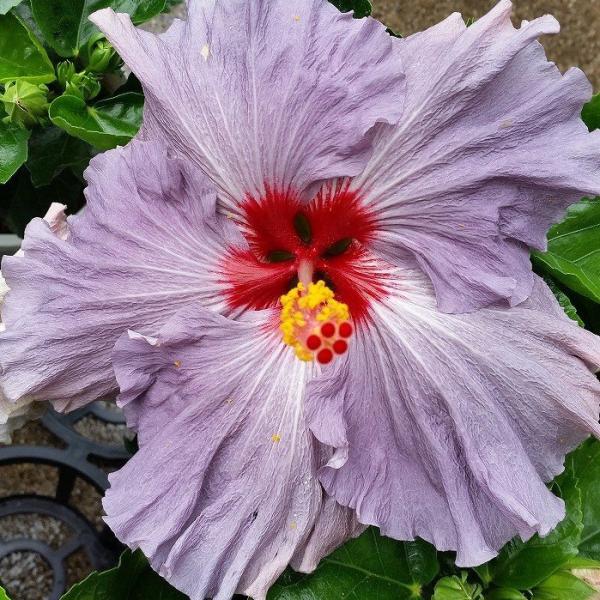 ハイビスカス デニムブルー 苗 鉢植え 大輪種 青 紫 5号鉢 珍しい ハワイの花 夏の花 2404...