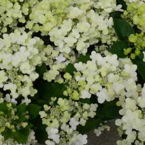 ジャバラ 苗木 4.5号鉢 柑橘 果樹苗 庭木 邪払 花粉症 260414 : お花処