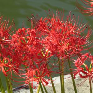 球根 種芋 球根花種類 彼岸花 曼珠沙華 花 ガーデニング 通販 Yahoo ショッピング