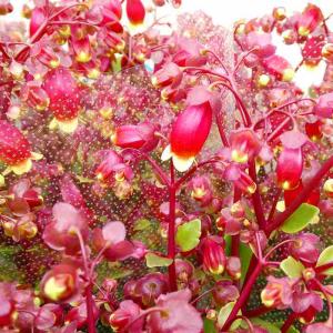 カランコエ ウェンディ 5号 苗 多肉植物 ベル...の商品画像