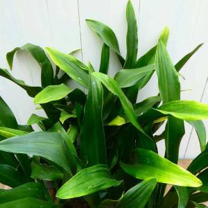 完売　　縁起植物＊希少苗＊大株【斑入りオモト＊万年青】つぼみあり＊新芽どっさり 楽天市場】斑入り万年青（オモト） 【長寿】 （宗石） 5.5号鉢植え