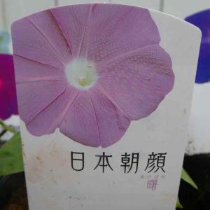朝顔 苗 日本朝顔 曙 3.5号 ピンク 260512