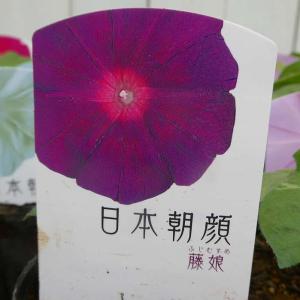 朝顔 苗 日本朝顔 藤娘 3.5号 紫 260512