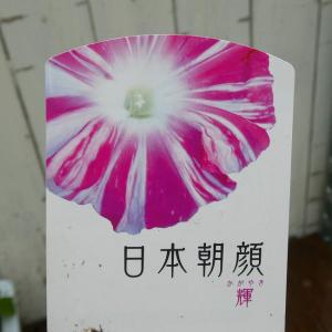 朝顔 苗 日本朝顔 輝 ピンク 絞り 3.5号 260512