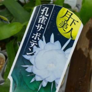 月下美人 苗 3号ポット 孔雀サボテン 多肉植...の詳細画像3