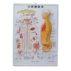 本日15時まで限定タイムセール❗3枚セット！人体神経系統図パネル 自律神経系統図 3D人体チャート(自律神経系)(SR-107B) : SHOWA 年中無休 土日祝日も