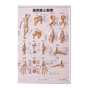 医道の日本社 人体解剖学チャート骨格筋 ポスター 3枚セット(骨格筋