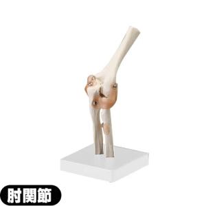人体模型 サンポー エスキュア(S+CURE) 肘関節模型(ひじ) SR-0457