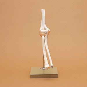 肘関節機能模型(SR-309) ドイツ・ソムソ社製 : SHOWA 年中無休 土日