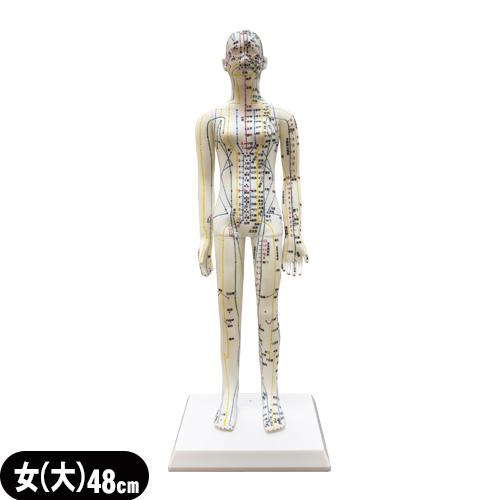 人体模型 サンポー エスキュア(S+CURE) 経穴人形(経穴模型) 女性(大) 48cm (SR-...