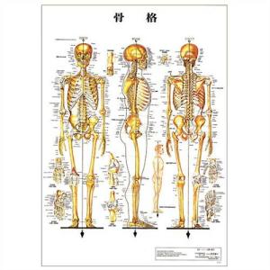 医道の日本社 人体解剖学チャート骨格 ポスター パネルなし(SR-117A)+レビューで選べるおまけ付｜showa69