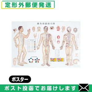 医道の日本社 人体解剖学チャート骨格筋 ポスター 3枚セット(骨格筋