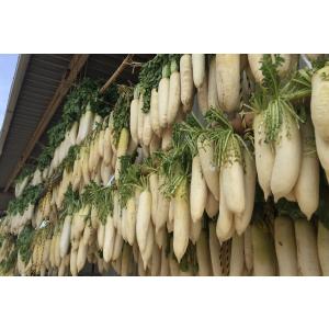 沢庵 無添加 漬物 すっぱい田舎漬け たくあん...の詳細画像2