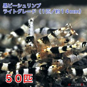 黒ビー　ライトグレード（５０匹／約１４mm)　死着補償＋５匹｜シュリンプアリエルYahoo!店