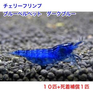 【今週のおすすめ】チェリーシュリンプ　ダークブルー　１０匹　死着補償サービス＋１匹