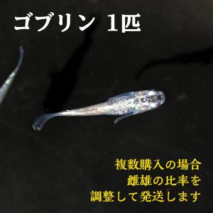 改良メダカ ゴブリン　サバンナメダカ　１匹｜shrimpariel