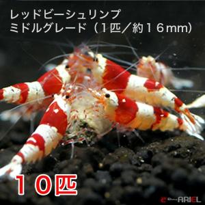 【今週のおすすめ】レッドビーシュリンプ　ミドルグレード（１０匹／１６mm前後）死着補償サービス＋２匹