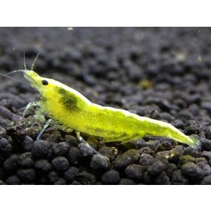 チェリーシュリンプ　イエローストライプ　１０匹　死着補償サービス＋1匹 エビ　蝦　アクアリウム　水草　熱帯魚　shrimp aquarium water plants