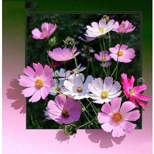 ダイヤモンドアート ビーズ絵画 コスモス 秋桜 秋