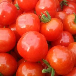 柔らかい食感が魅力のプチぷよ1kg長沼産