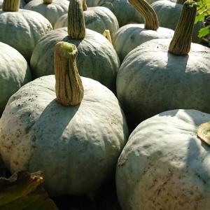 北海道産雪化粧かぼちゃ10kgホクホクした優しい味