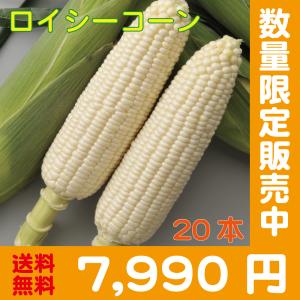 【予約受付中】ロイシーコーン 20本しろいあま〜い約350~450gの特大とうもろこし【送料無料】北海道産朝収穫即日発送145139730016-C