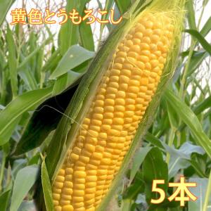 【予約受付中】黄色とうもろこし約350g北海道産朝もぎ直送５本【送料無料】