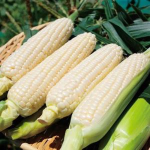 8月下旬から9月とうもろこし 訳ありホイップコーン 15本約200g北海道産朝もぎ直送