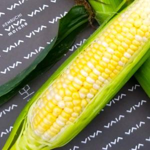 【売切れ】とうもろこし ドルチェドリーム 6本約350g北海道産朝もぎ直送【送料無料】