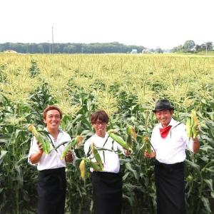 【予約受付中】とうもろこし 訳ありドルチェドリ...の詳細画像1