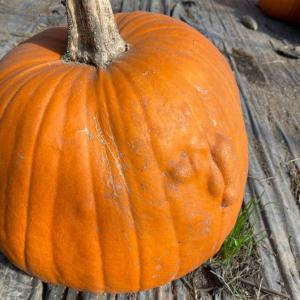 訳あり北海道産ハロウィーンかぼちゃ1玉