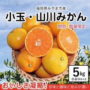 【期間・数量限定】小玉みかん 5kg 山川みかん 小粒みかん 旬みかん 産地直送 農家直送 甘い 濃厚 美味しい こだま 送料無料 おすそ分け こたつみかん