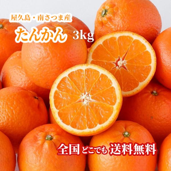 【全国送料無料】屋久島・南さつま産たんかん3kg【冬季限定出荷】　新鮮直送
