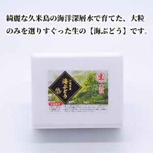 【全国送料無料】沖縄県産 大粒・生 海ぶどう&...の詳細画像3