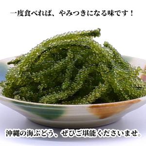 【全国送料無料】沖縄県産 大粒・生 海ぶどう&...の詳細画像5