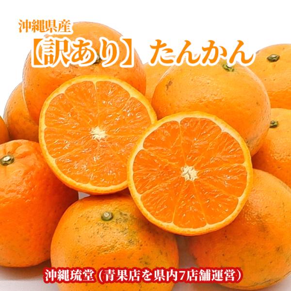 【全国送料無料】沖縄県産【訳あり】たんかん5kg【柑橘類の王様・冬季限定出荷】　新鮮直送